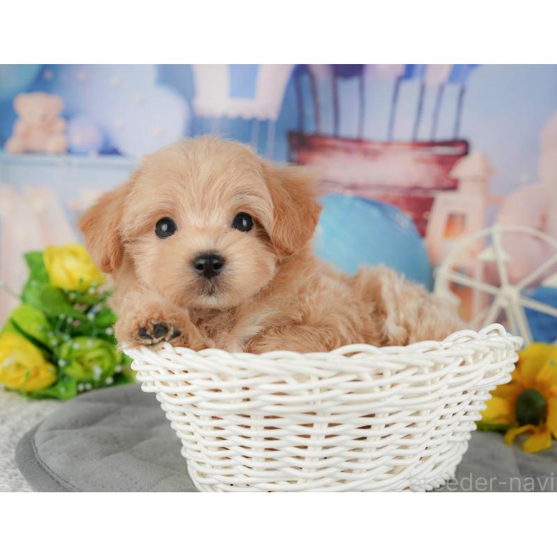 販売中の千葉県のマルプー:マルチーズ×トイプードル-428971の6枚目