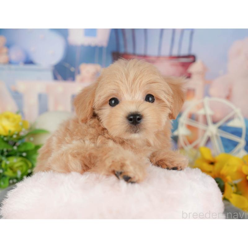 販売中の千葉県のマルプー:マルチーズ×トイプードル-428971の5枚目