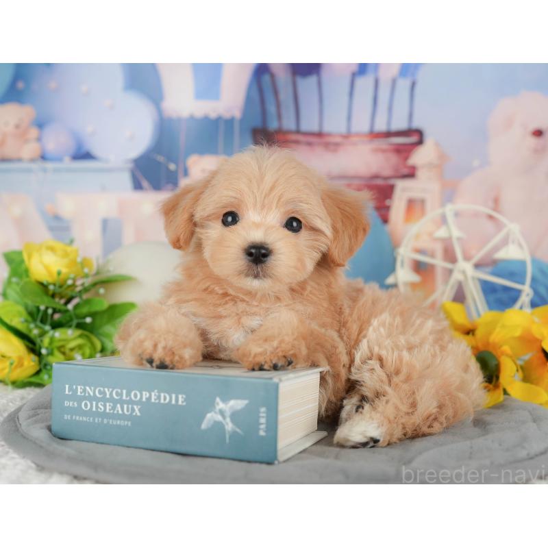 販売中の千葉県のマルプー:マルチーズ×トイプードル-428971の4枚目