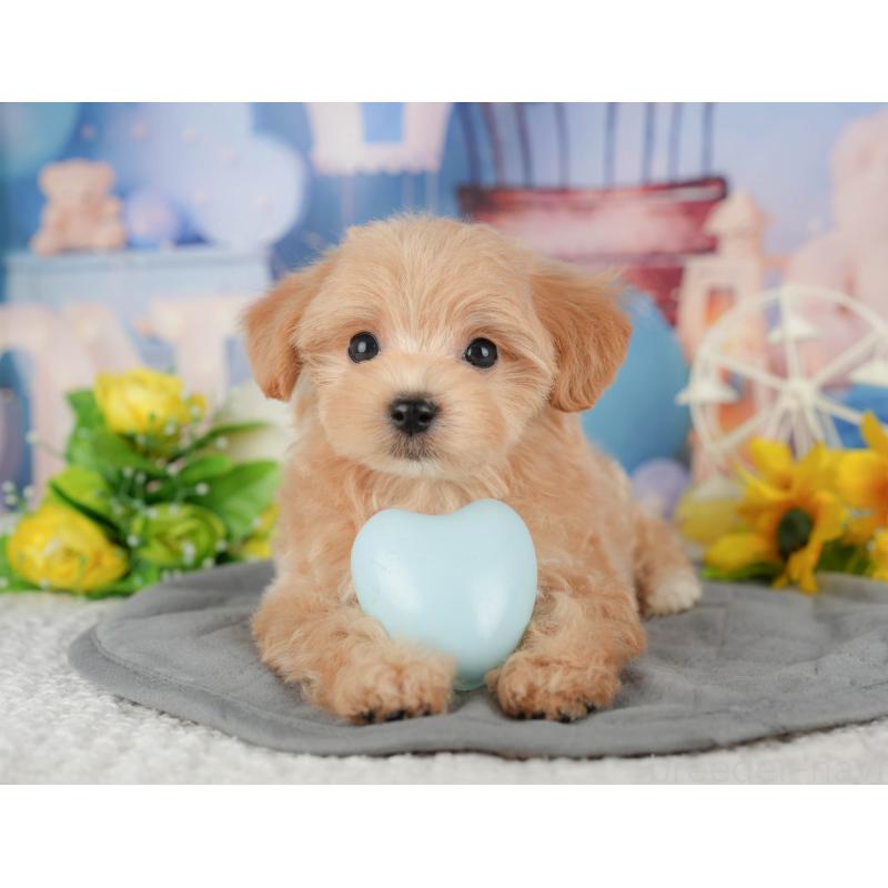 販売中の千葉県のマルプー:マルチーズ×トイプードル-428971の3枚目