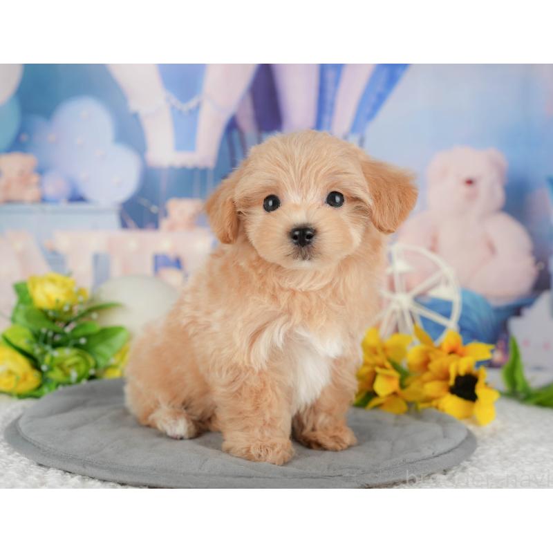 販売中の千葉県のマルプー:マルチーズ×トイプードル-428971の2枚目