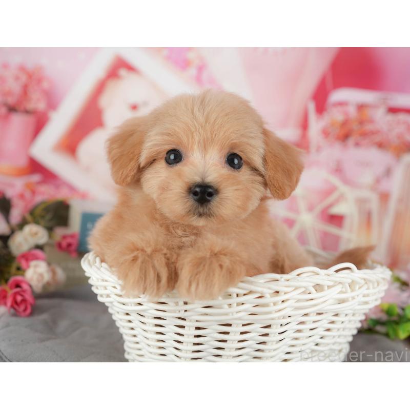 販売中の千葉県のマルプー:マルチーズ×トイプードル-428956の1枚目