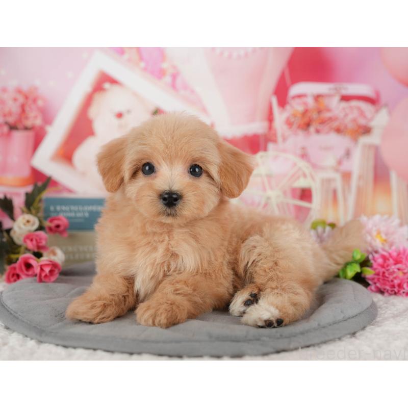 販売中の千葉県のマルプー:マルチーズ×トイプードル-428956の6枚目