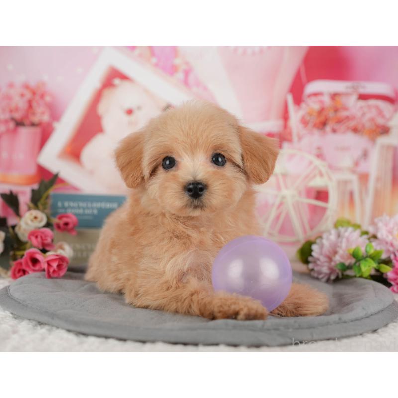 販売中の千葉県のマルプー:マルチーズ×トイプードル-428956の5枚目