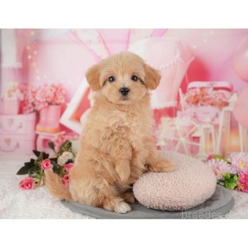 販売中の千葉県のマルプー:マルチーズ×トイプードル-428956の3枚目