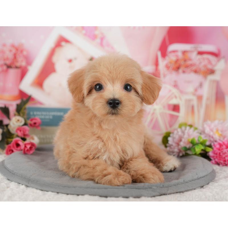 販売中の千葉県のマルプー:マルチーズ×トイプードル-428956の2枚目