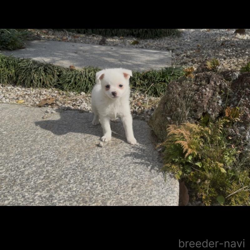 販売中の群馬県のポメチワ:ポメラニアン×チワワ-428434の12枚目