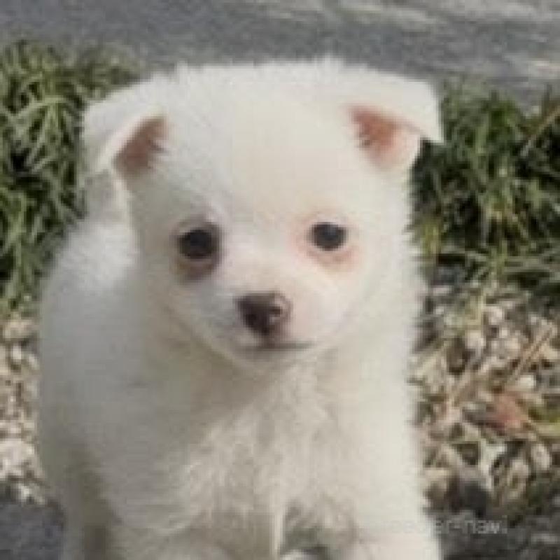 販売中の群馬県のポメチワ:ポメラニアン×チワワ-428434の11枚目