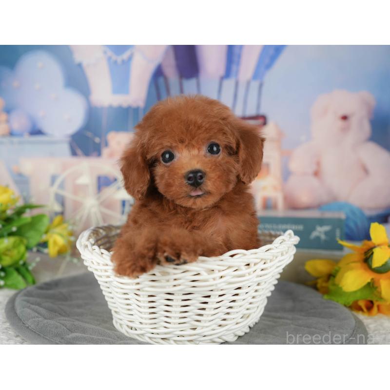 販売中の千葉県のトイプードル-428954