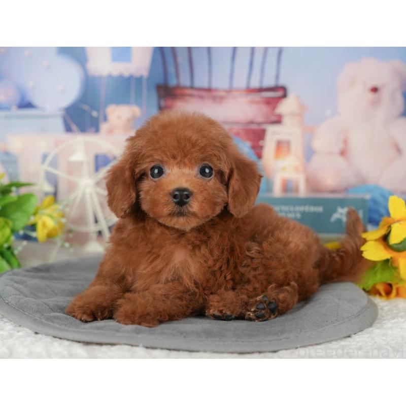 販売中の千葉県のトイプードル-428954の6枚目