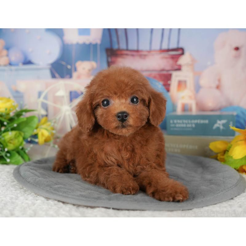 販売中の千葉県のトイプードル-428954の5枚目