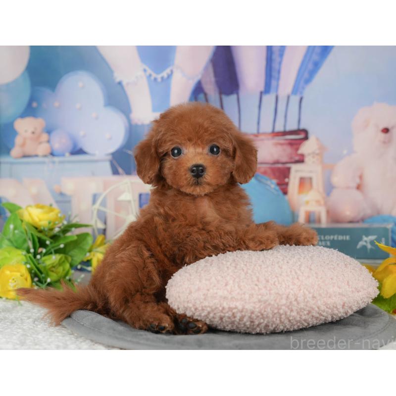 販売中の千葉県のトイプードル-428954の4枚目