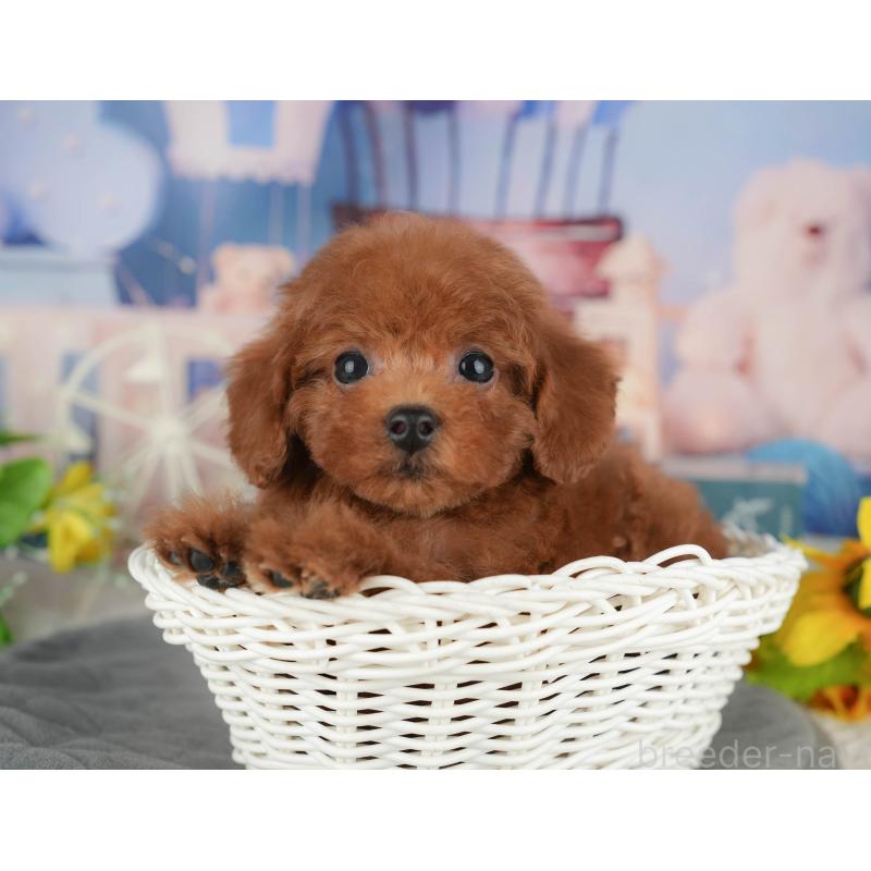 販売中の千葉県のトイプードル-428954の3枚目