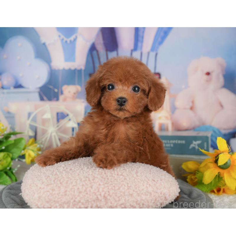 販売中の千葉県のトイプードル-428954の2枚目