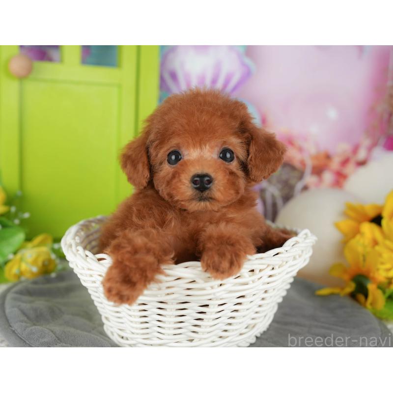 販売中の千葉県のトイプードル-428953