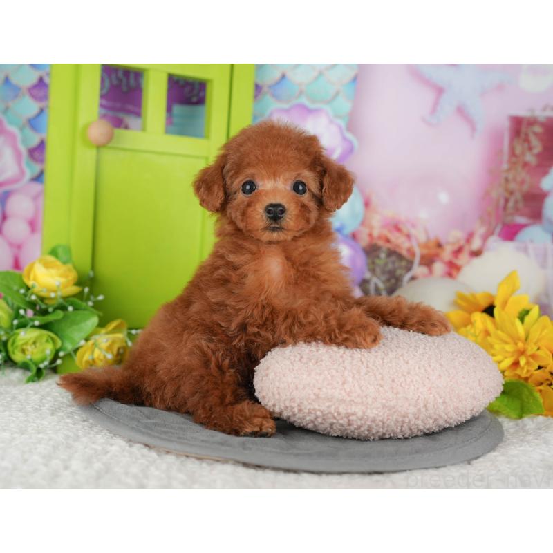 販売中の千葉県のトイプードル-428953の6枚目