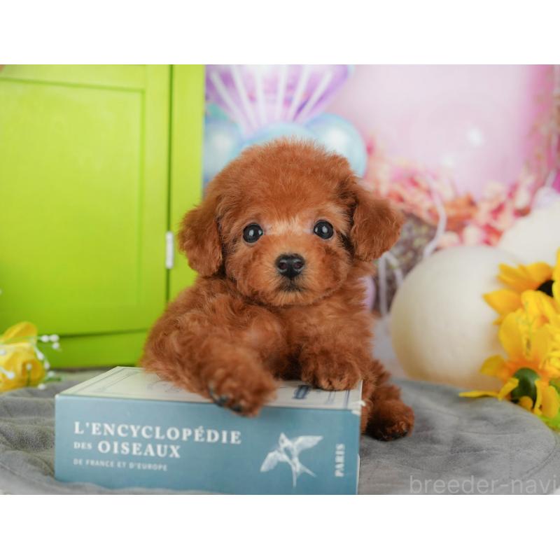 販売中の千葉県のトイプードル-428953の5枚目