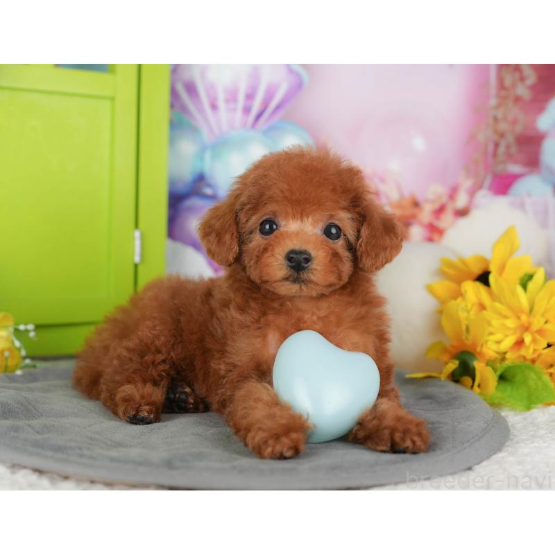 販売中の千葉県のトイプードル-428953の4枚目