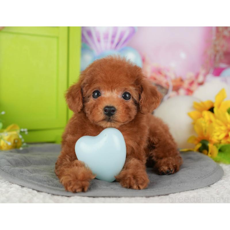 販売中の千葉県のトイプードル-428953の3枚目