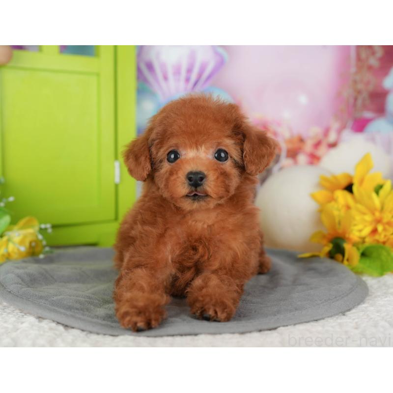 販売中の千葉県のトイプードル-428953の2枚目