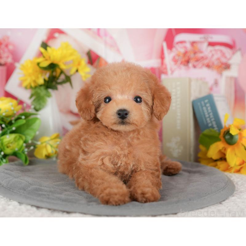 販売中の千葉県のトイプードル-428951