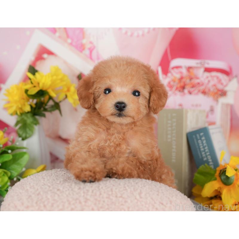 販売中の千葉県のトイプードル-428951の7枚目