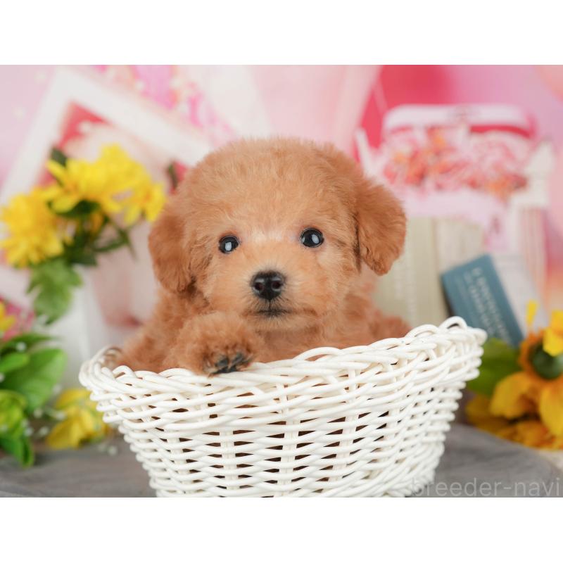 販売中の千葉県のトイプードル-428951の6枚目