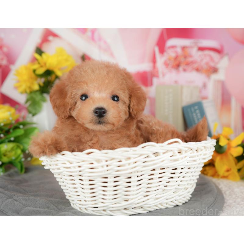 販売中の千葉県のトイプードル-428951の5枚目