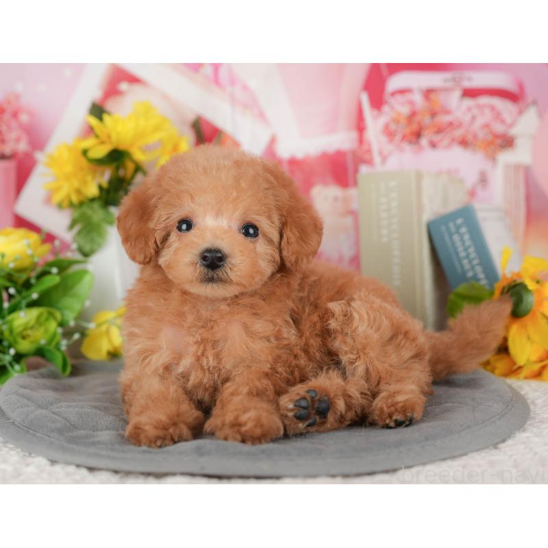 販売中の千葉県のトイプードル-428951の4枚目