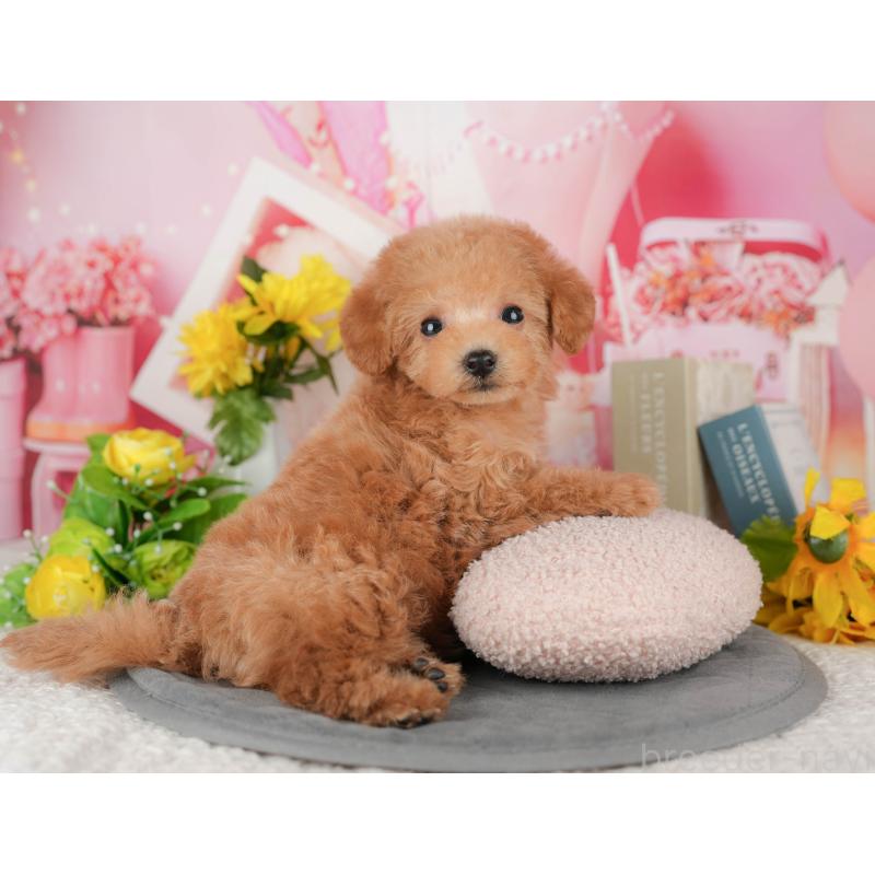 販売中の千葉県のトイプードル-428951の3枚目