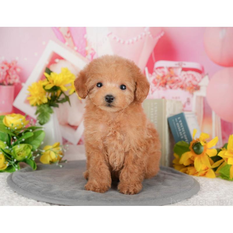 販売中の千葉県のトイプードル-428951の2枚目