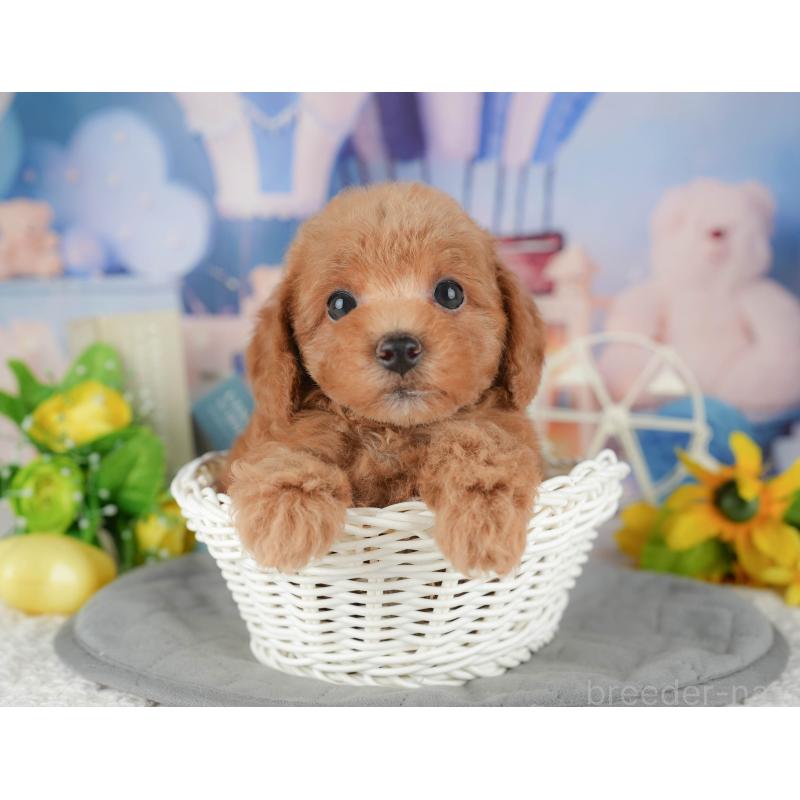 販売中の千葉県のトイプードル-428948の1枚目