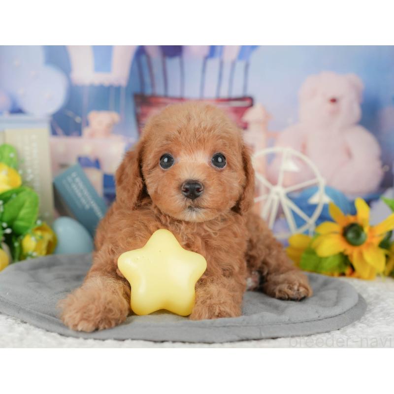 販売中の千葉県のトイプードル-428948の7枚目