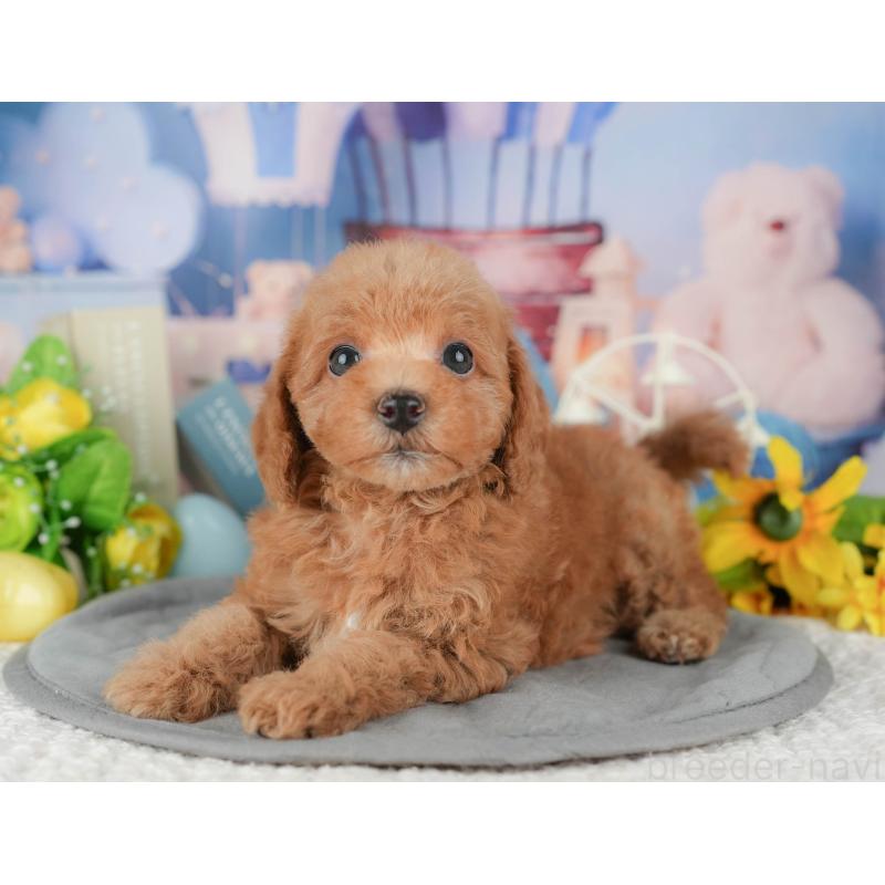 販売中の千葉県のトイプードル-428948の6枚目