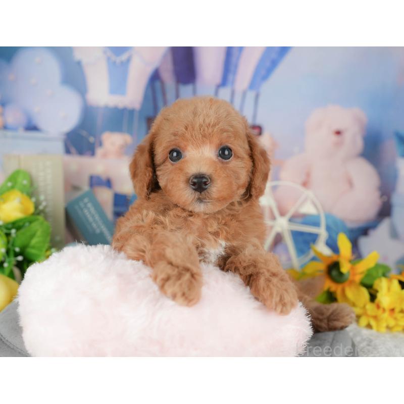 販売中の千葉県のトイプードル-428948の5枚目