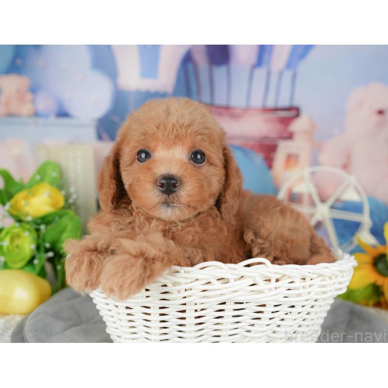 販売中の千葉県のトイプードル-428948の3枚目