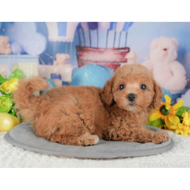 販売中の千葉県のトイプードル-428948の2枚目