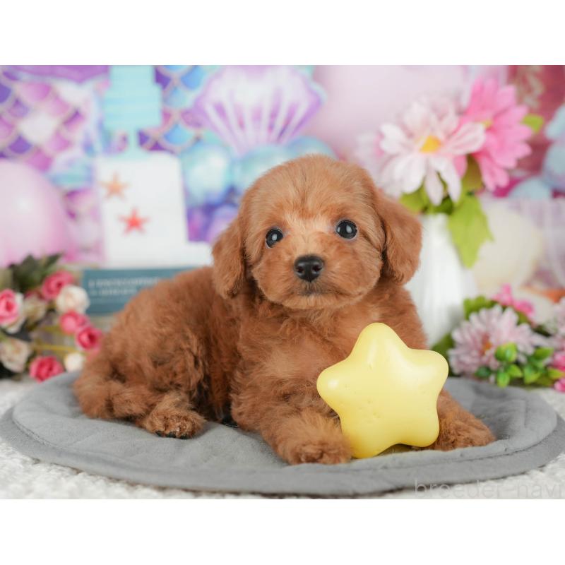 販売中の千葉県のトイプードル-428945の9枚目