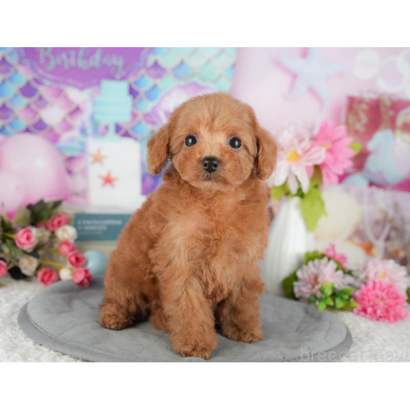 販売中の千葉県のトイプードル-428945の8枚目