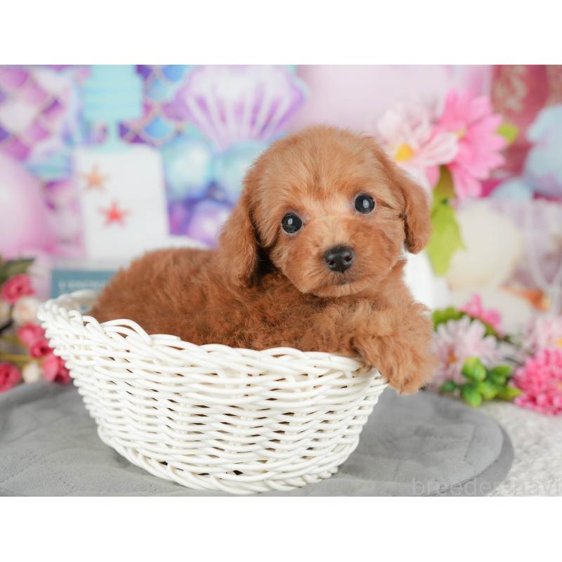 販売中の千葉県のトイプードル-428945の7枚目