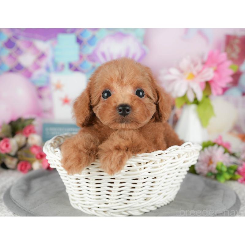 販売中の千葉県のトイプードル-428945の6枚目