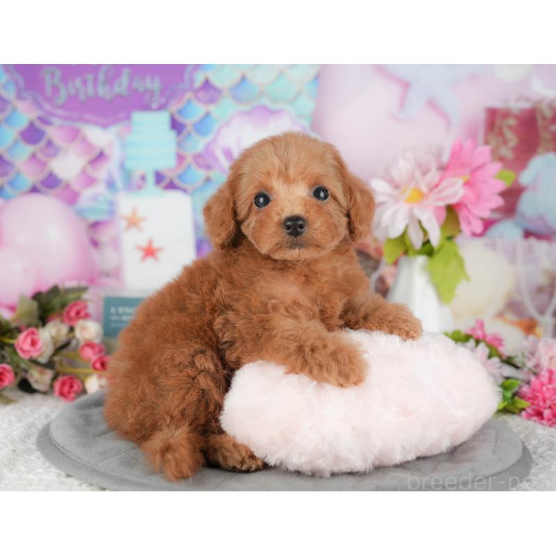 販売中の千葉県のトイプードル-428945の5枚目