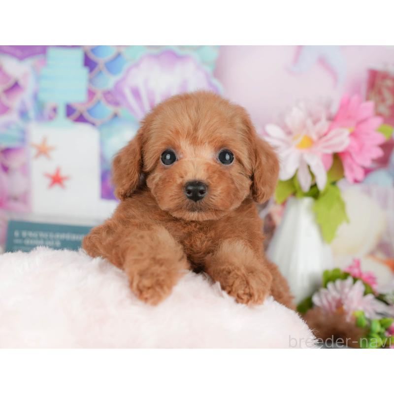 販売中の千葉県のトイプードル-428945の4枚目