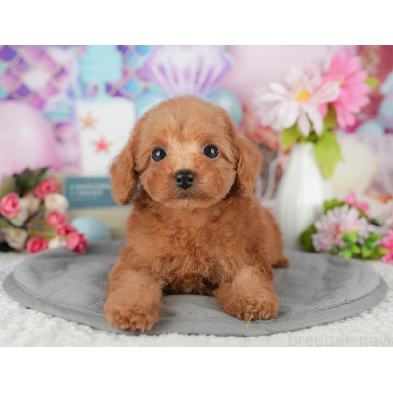 販売中の千葉県のトイプードル-428945の3枚目