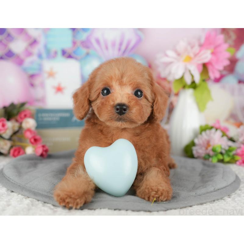 販売中の千葉県のトイプードル-428945の2枚目