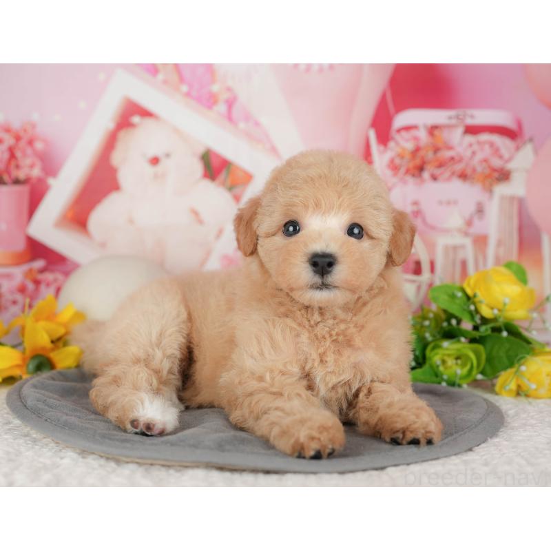 販売中の千葉県のビションプー:ビションフリーゼ×トイプードル-428944の10枚目