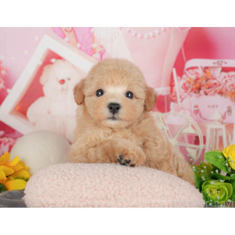 販売中の千葉県のビションプー:ビションフリーゼ×トイプードル-428944の9枚目