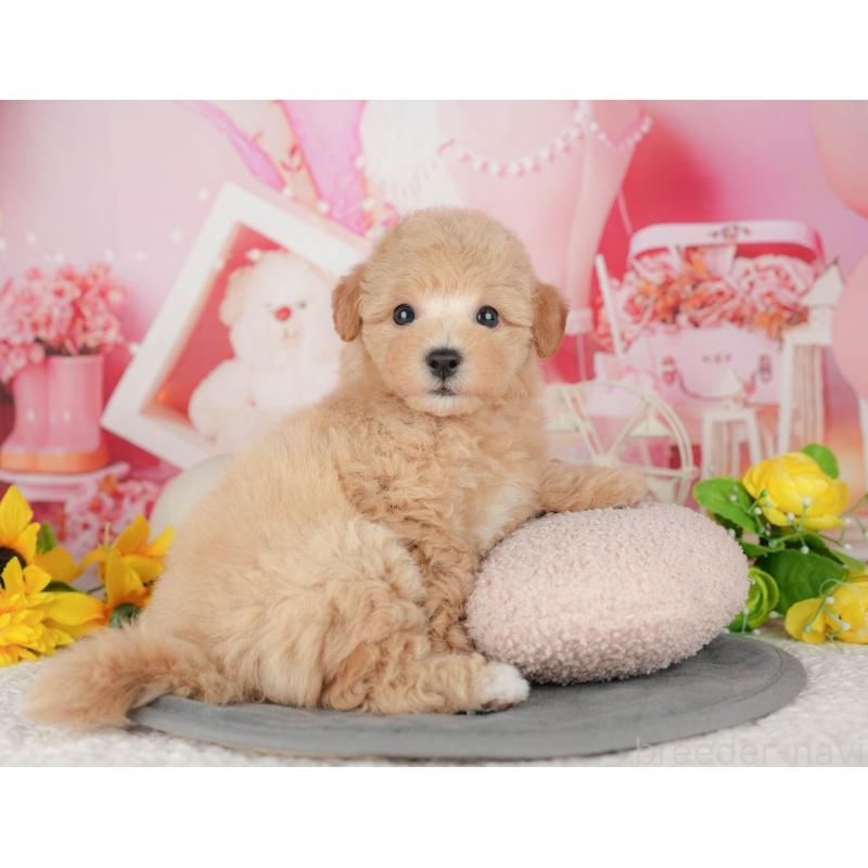 販売中の千葉県のビションプー:ビションフリーゼ×トイプードル-428944の8枚目