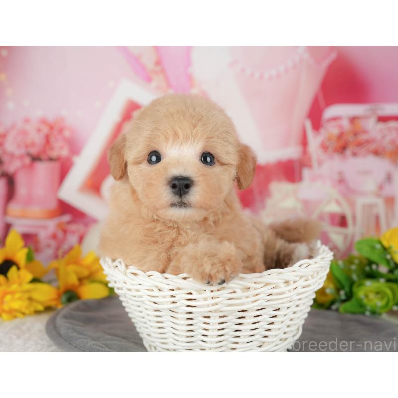 販売中の千葉県のビションプー:ビションフリーゼ×トイプードル-428944の6枚目