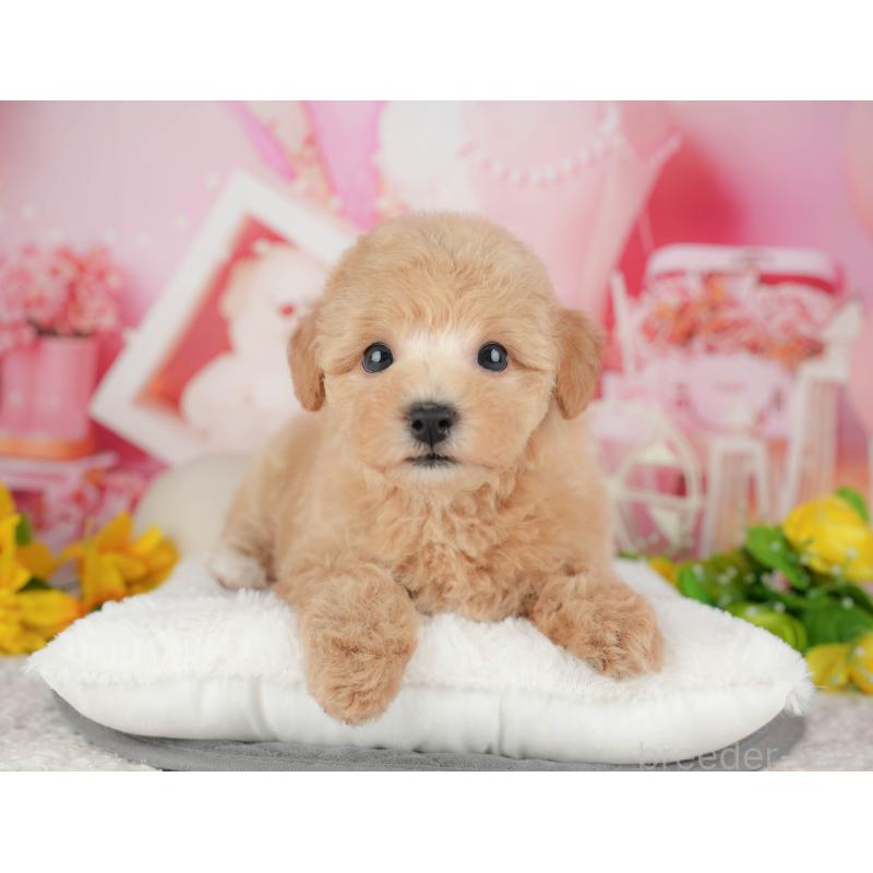 販売中の千葉県のビションプー:ビションフリーゼ×トイプードル-428944の5枚目